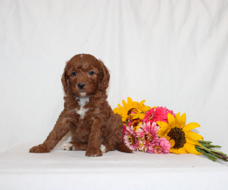 puppy, for, sale, Mini Goldendoodle F1B, Matthew B. Stoltzfus, dog, breeder, Gap, PA, dog-breeder, puppy-for-sale, forsale, nearby, find, puppyfind, locator, puppylocator, aca